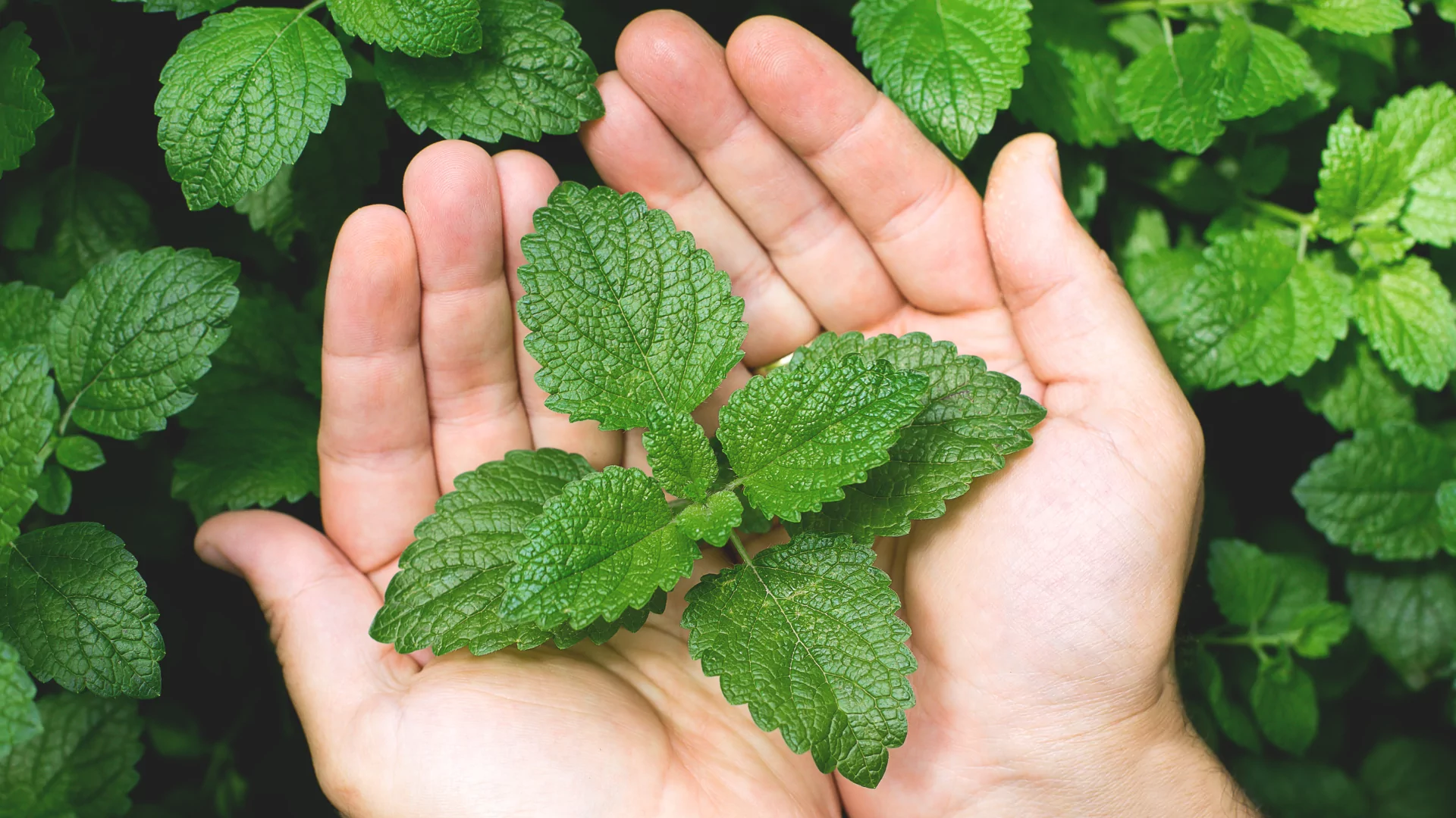mint