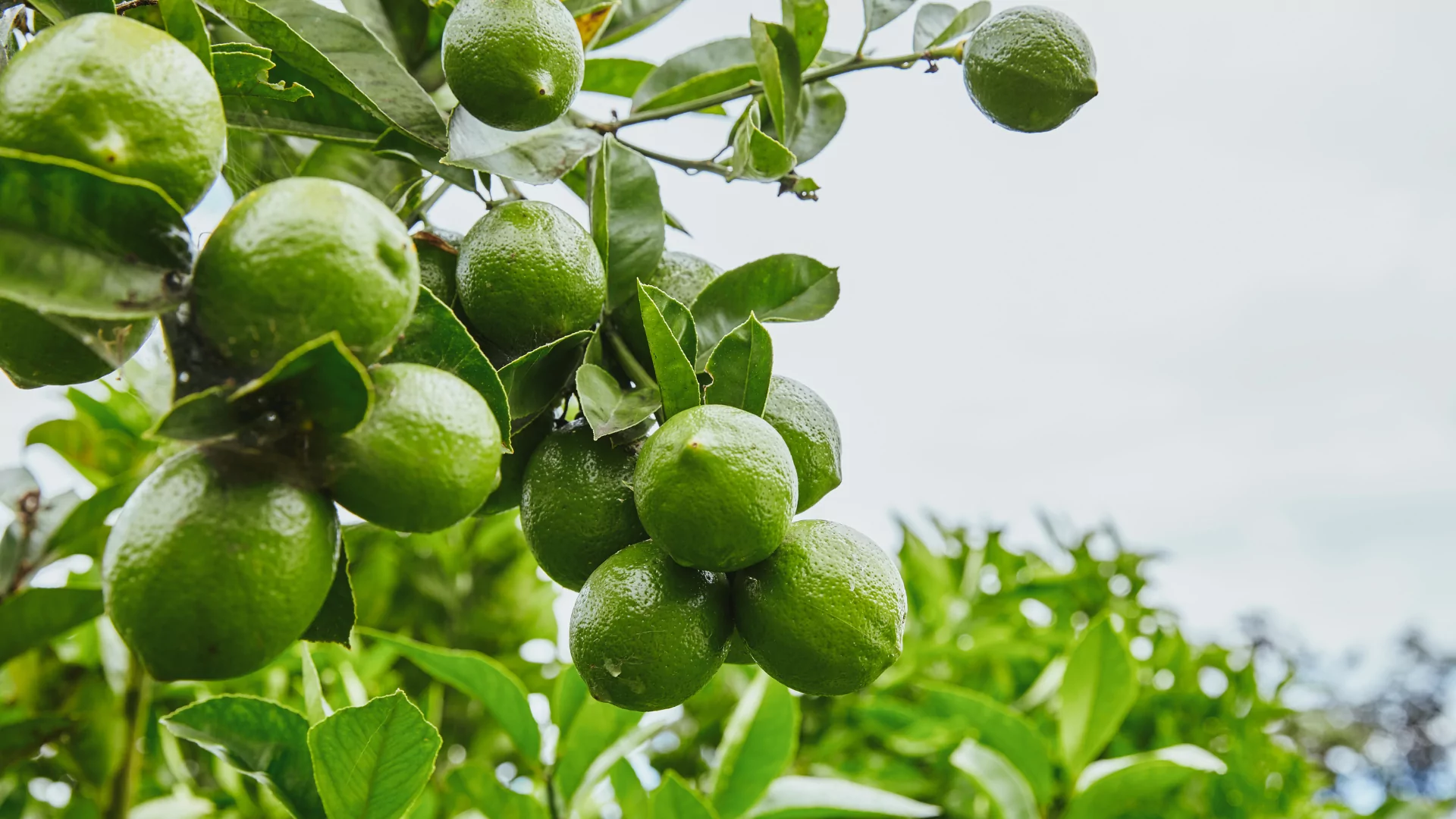 lime