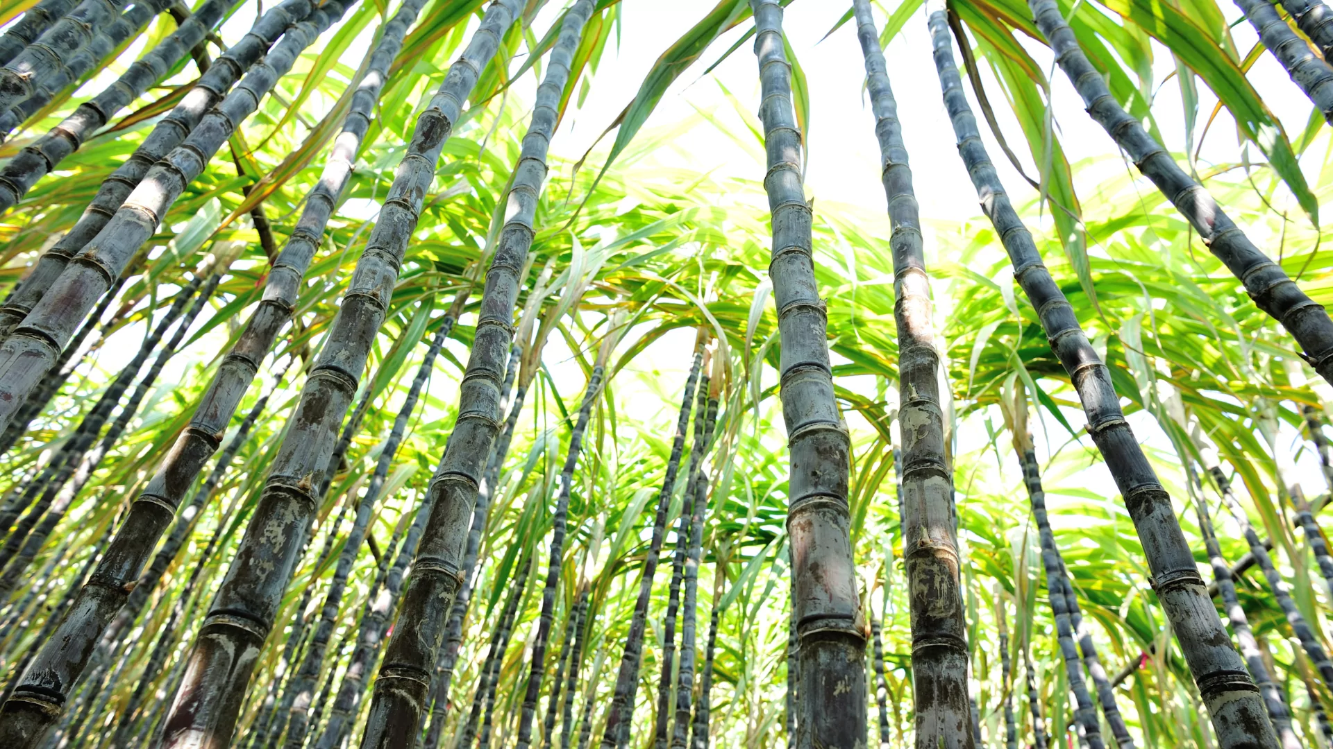 Sugarcane: The Natural Sweetness Behind Vinut’s Refreshing Drinks 4 sugarcane