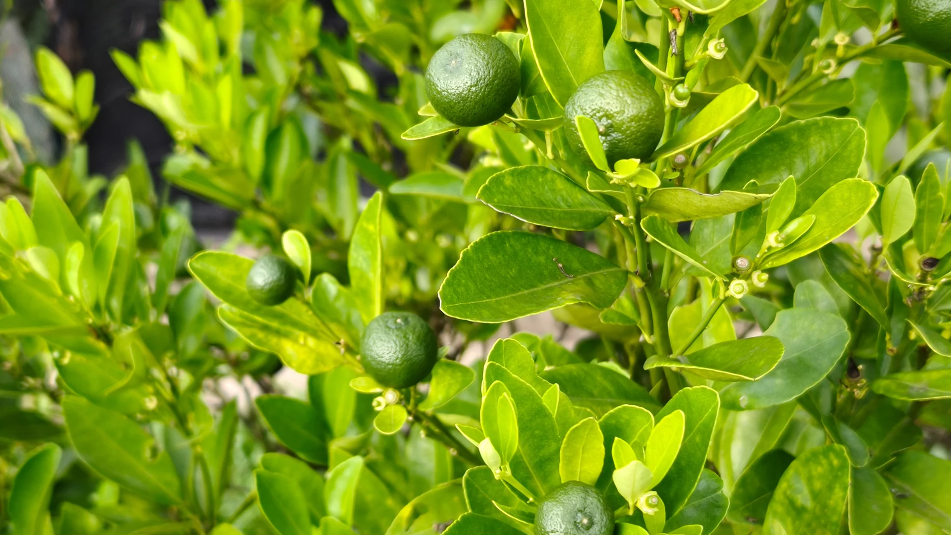 Calamansi: The Tiny Citrus with Mighty Benefits - A Complete Guide 4 calamansi