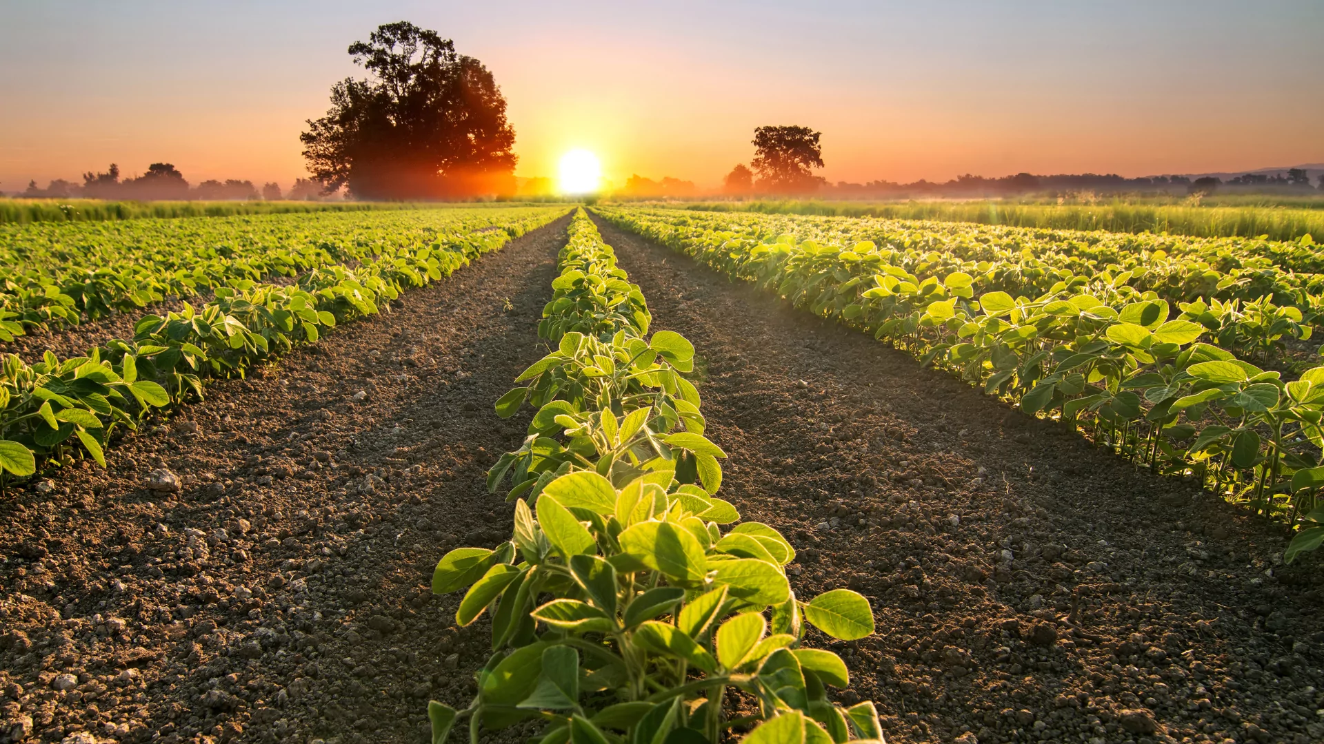 Soya: The Power of Plant-Based Nutrition in Every Sip 4 soya